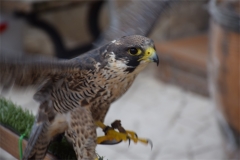 Huerta-de-Rey-2019-012-low